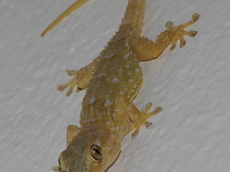 Gecko resting on a white wall