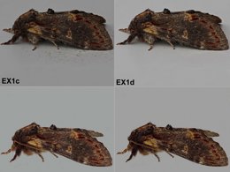 2x2 comparison photo showing processing