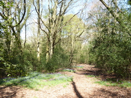 Photo of a path in a woods with bluebells sprouting