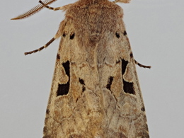 Close up top down shot of a Hebrew Character moth, the receptors on the antenna clearly distinct
