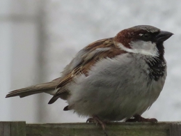A Eurasian House Sparrow resting on a fence