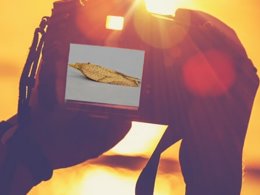 Stock image of someone holding a DSLR camera to take a photo of a sunset, edited to show one of the images of the moths on the screen of the camera