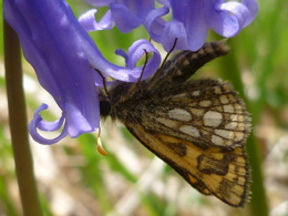 Chequered Skipper in the petals of a purple tubular flower