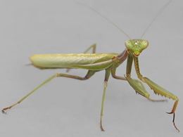 Close up side shot of a preying mantis