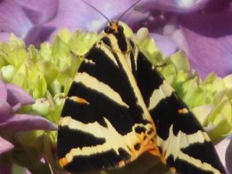 Jersey Tiger moth resting on a plant