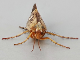 Face fronting photo of a Caddis Fly
