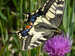 Swallowtail butterfly feeding on the flower of a Thistle