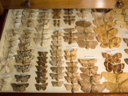 Display case from the Victorian era of moths that had been sighted and pinned to the display