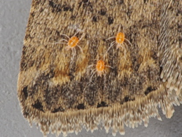 A closeup shot of a moths wing with some form of small yellow nit/mite clearly visible on them