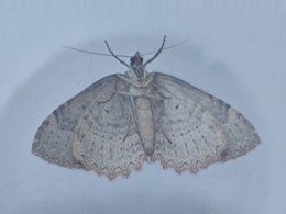 Underbody shot of a Tissue moth