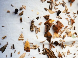 A large number of moths all resting on a white material