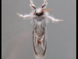 The underside of a moth taken via resting it on glass screen