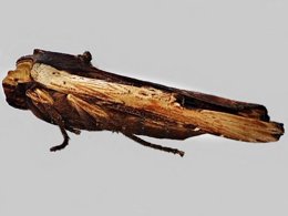 Side shot photo of a Red Sword-grass