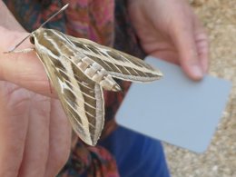 Striped hawk moth resting on a persons thumb