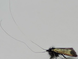 A side shot of a Green Long-horn moth, it's antennae taking up more of the shot than the body