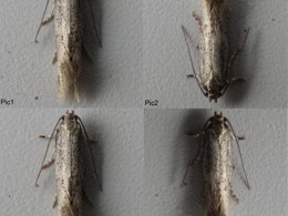 2x2 grid of top down images of a Little Dwarf moth showing the process I go through to remove shadows