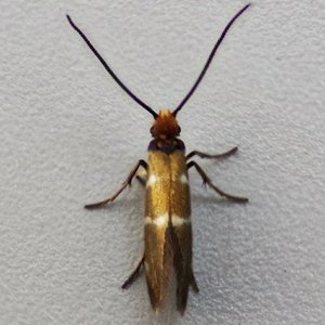 Image of White-barred Gold - Micropterix aruncella