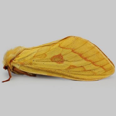 Picture of Ghost Moth - Hepialus humuli (Female)