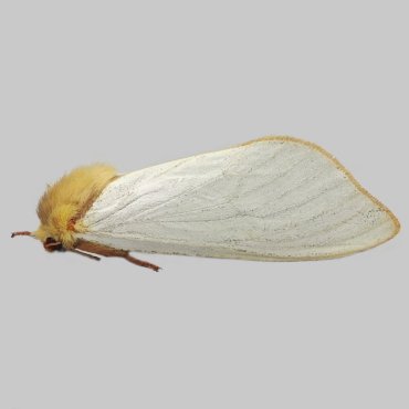 Picture of Ghost Moth - Hepialus humuli (Male)