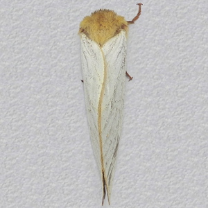 Image of Ghost Moth - Hepialus humuli (Male)