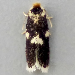 Image of Spotted Black/White-spot Pigmy - Ectoedemia subbimaculella/heringi*