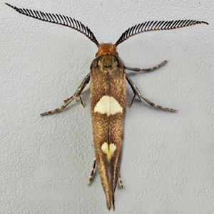 Image of Feathered Bright - Incurvaria masculella (Male)*