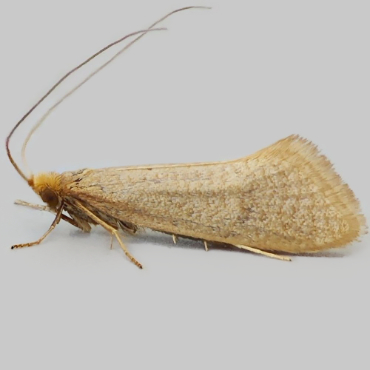 Picture of Large Long-horn - Nematopogon swammerdamella