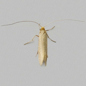 Image of Large Long-horn - Nematopogon swammerdamella