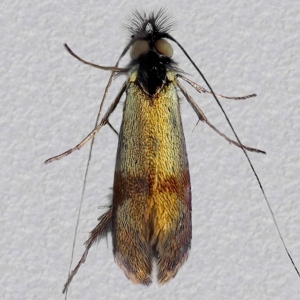 Image of Small Long-horn - Nemophora minimella*