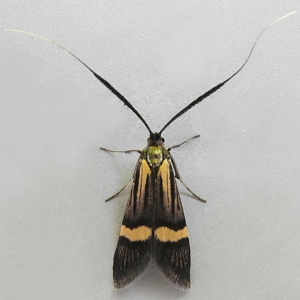 Image of Yellow-barred Long-horn - Nemophora degeerella (Female)