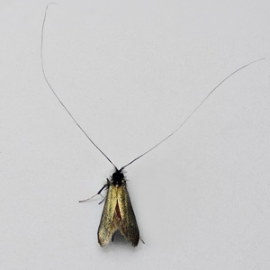 Image of Green Longhorn - Adela reaumurella (Male)*