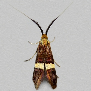 Image of Small Barred Long-horn - Adela croesella*