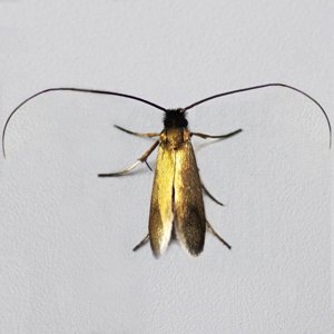 Image of Meadow Long-horn - Cauchas rufimitrella*