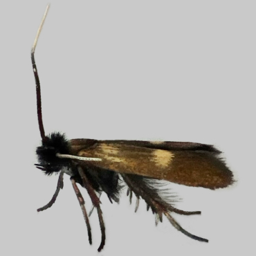 Picture of Little Long-horn - Cauchas fibulella*