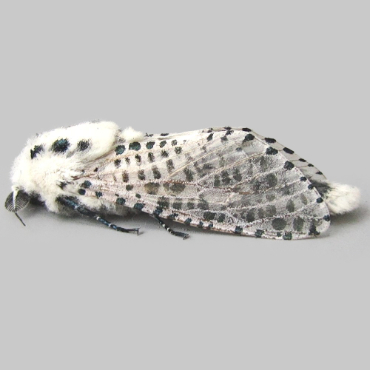 Picture of Leopard Moth - Zeuzera pyrina