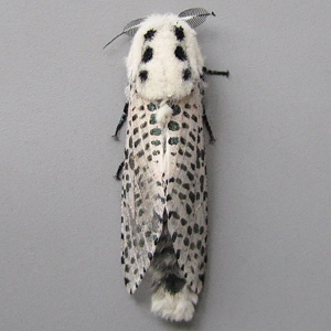 Image of Leopard Moth - Zeuzera pyrina