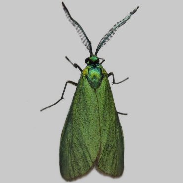 Picture of Scarce Forester - Jordanita globulariae*