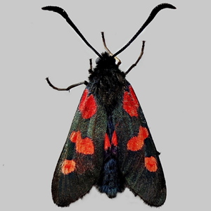 Image of Five-Spot Burnet - Zygaena trifolii