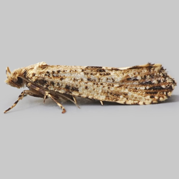 Picture of Large Clothes Moth - Morophaga choragella*