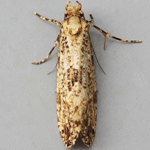 Image of Large Clothes Moth - Morophaga choragella*