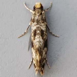 Image of Cork Moth - Nemapogon cloacella*