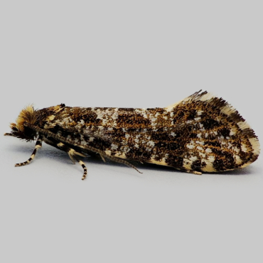 Picture of Large Brindled Clothes Moth - Triaxomera parasitella*