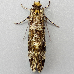 Image of Large Brindled Clothes Moth - Triaxomera parasitella*