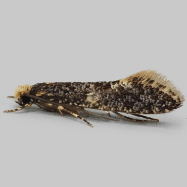 Picture of Skin/Carrion Moth - Monopis laevigella/weaverella