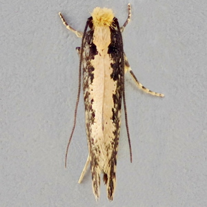Image of Yellow-backed Detritus Moth/Pale-backed Detritus Moth - Monopis obviella/crocicapitella