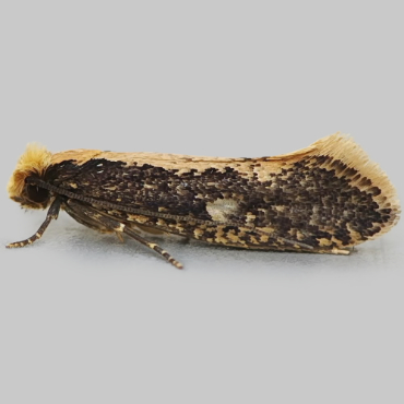 Picture of Yellow-backed Clothes Moth - Monopsis obviella