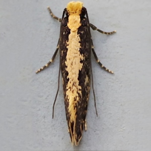 Image of Yellow-backed Detritus Moth - Monopsis obviella