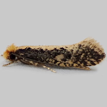 Picture of Pale-backed Clothes Moth - Monopis crocicapitella
