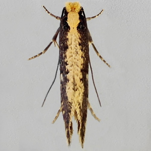 Image of Pale-backed Clothes Moth - Monopis crocicapitella