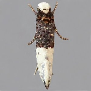 Image of Tapestry Moth - Trichophaga tapetzella